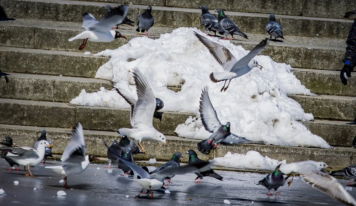 White pigeon flapping above other pigeons in melting snow
